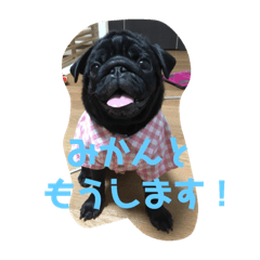[LINEスタンプ] みかんのいる生活