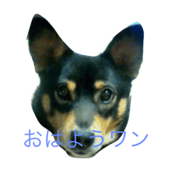 [LINEスタンプ] 加枝ちゃん家のリリーちゃん