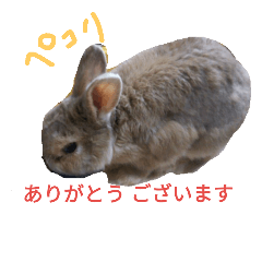 [LINEスタンプ] うさぎのコロちゃん 2