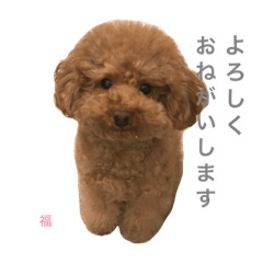 [LINEスタンプ] トイ・プードル☆fuku☆
