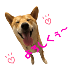 [LINEスタンプ] 柴犬    はる