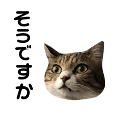 [LINEスタンプ] ねこのよいて