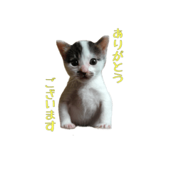 [LINEスタンプ] 犬(まさむねときら)と猫(こまちとまひる)