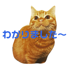 [LINEスタンプ] 野口家の猫たち