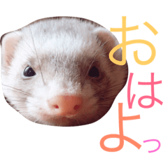 [LINEスタンプ] フェレットのメイたん