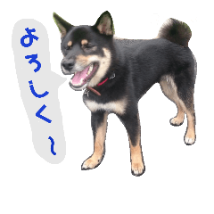 [LINEスタンプ] 黒柴蘭丸