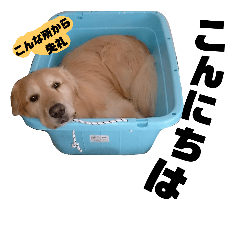 [LINEスタンプ] ゴールデンレトリバー・ラブ