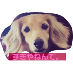 [LINEスタンプ] うちのメリー