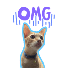 [LINEスタンプ] 猫 neko neko