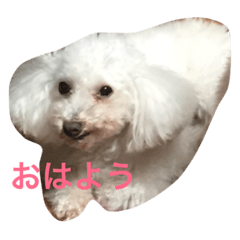 [LINEスタンプ] ゆるゆるなわんこたち