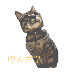 [LINEスタンプ] 人間に行動が似てる猫