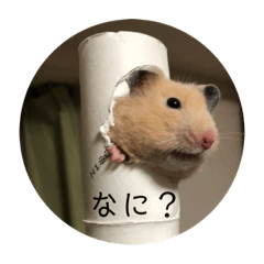 [LINEスタンプ] ハムスターで会話