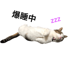 [LINEスタンプ] マンチカンのくぅスタンプ