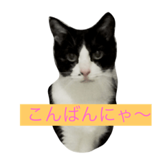 [LINEスタンプ] 我が家の愉快なテン＆Q