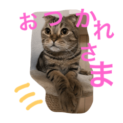 [LINEスタンプ] スコティッシュゴールド つつじ