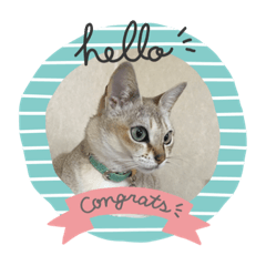[LINEスタンプ] 熊と猿とにゃんこ達