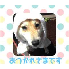[LINEスタンプ] 柴犬ももだよ