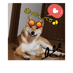 [LINEスタンプ] 柴犬ハルNo.2