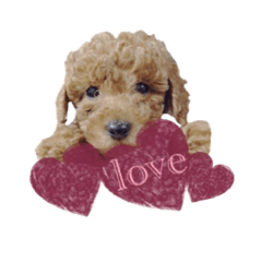 [LINEスタンプ] きなはなstamp❁︎