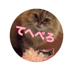 [LINEスタンプ] 猫写真スタンプ(ルルとモカ)