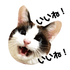 [LINEスタンプ] 可愛い猫の一言返信スタンプ