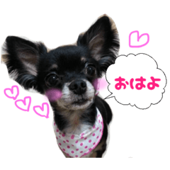 [LINEスタンプ] チワワのマメ