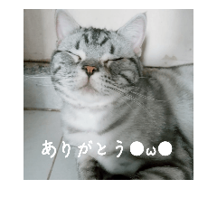 [LINEスタンプ] ゴマの日