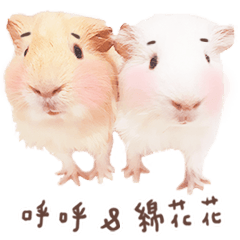 [LINEスタンプ] モルモット フゥフゥ＆メンメン