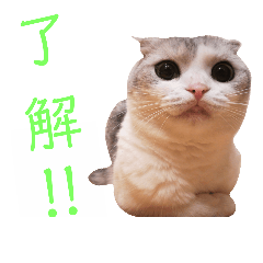 [LINEスタンプ] おうちのまるちゃん