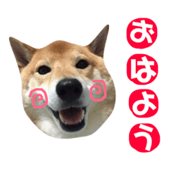[LINEスタンプ] 柴犬なな ノーマルバージョン