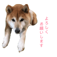 [LINEスタンプ] おもしろかわいい犬ちゃん