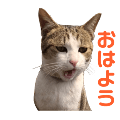 [LINEスタンプ] ネコのみぃ