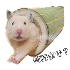 [LINEスタンプ] ハムスター ワールド
