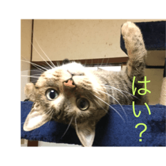 [LINEスタンプ] クロchan