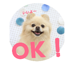 [LINEスタンプ] ポメラニアンkotaro