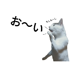 [LINEスタンプ] 中嶋さんちのねこ三姉妹part2