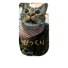 [LINEスタンプ] 驚いた猫