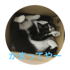 [LINEスタンプ] 猫 あおとあんず 3