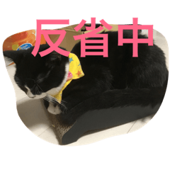 [LINEスタンプ] あおとあんず。猫。漢字。