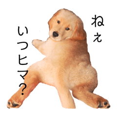 [LINEスタンプ] ゴールデンのれおんです
