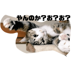 [LINEスタンプ] やる気のないうちのねこ