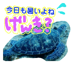 tamaumi