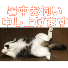 [LINEスタンプ] 敬語(ΦωΦ)猫