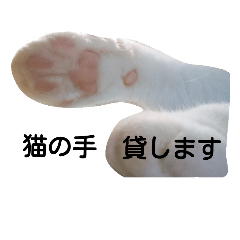[LINEスタンプ] しろネコミーちゃん