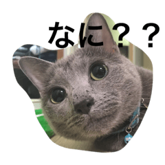 [LINEスタンプ] ロシアンブルー、猫の画像（メイン）