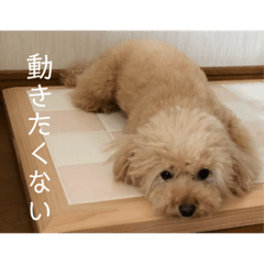 [LINEスタンプ] モモと一緒