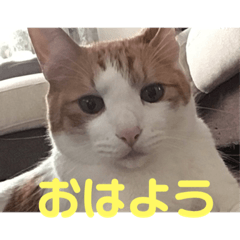 [LINEスタンプ] ねこちゃんの言葉(気持ち)