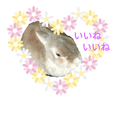 [LINEスタンプ] うさぎのコロちゃん 3