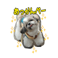 [LINEスタンプ] シーズー パフたん ひとりごと