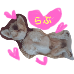 [LINEスタンプ] 大好き小次郎さん